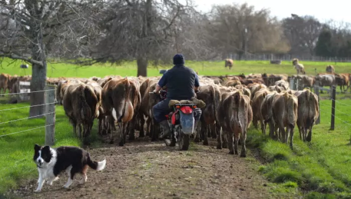 Livestock Improvement Corp posts strong profit but warns of FY26 one-offs