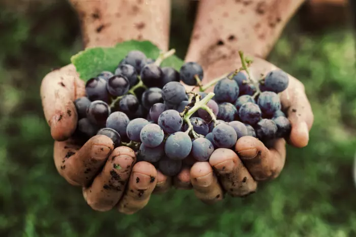 Grape expectations - an expert guide to New Zealand's best wine vintages