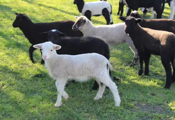Alliance tapping premium lamb market