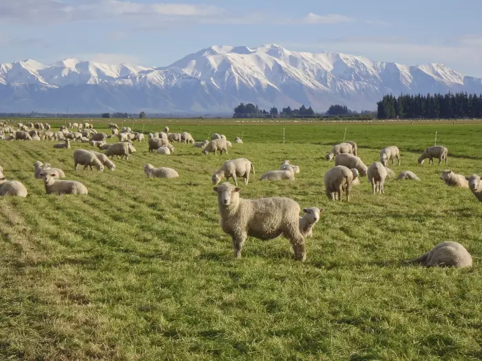 Record year for Aussie lamb slaughter bad news for NZ