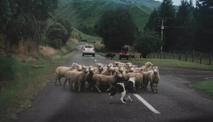 Wake Up Call: Jeremy Clarkson's sheep shot at NZ farmers