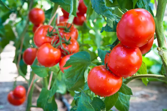Wake Up Call: Tomato season under threat
