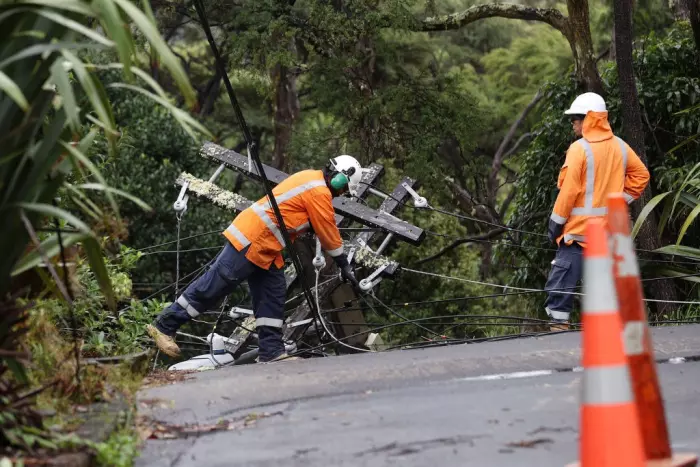Tree regulations reviewed in wake of Cyclone Gabrielle's havoc