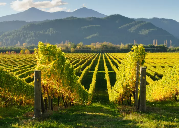 The wine industry – where can you invest?