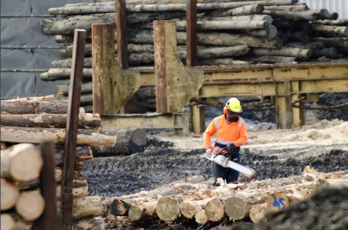 Raiders of NZ's logs: Consumers will pay for timber crisis