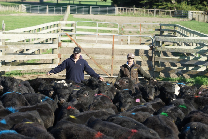 On-farm inflation falls to 2.8%, says Beef + Lamb NZ | BusinessDesk