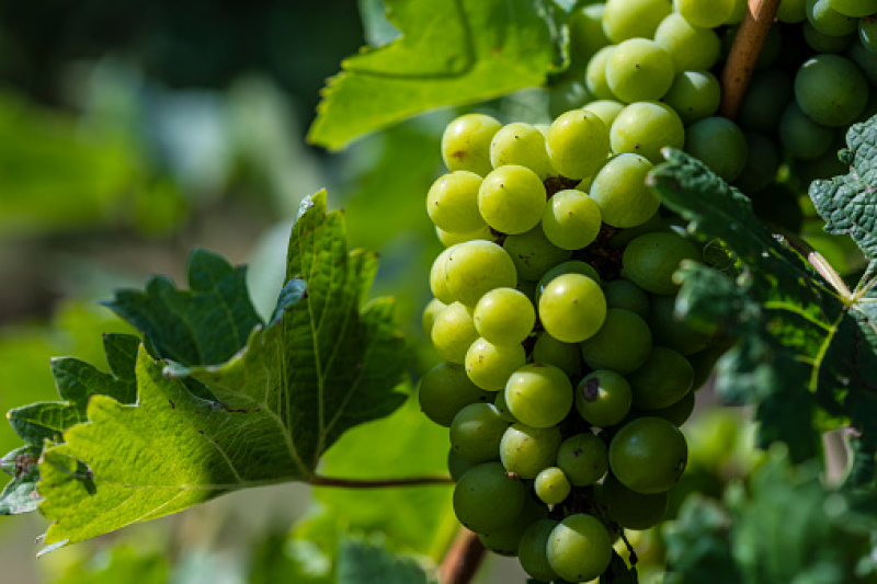 Chenin blanc – NZ’s best-kept wine secret | BusinessDesk