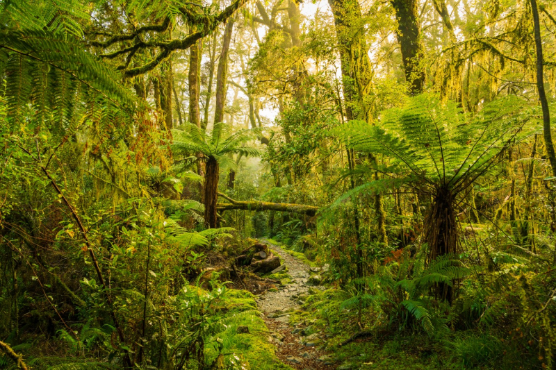 Multibillion-dollar native reforestation scheme could pay for itself ...