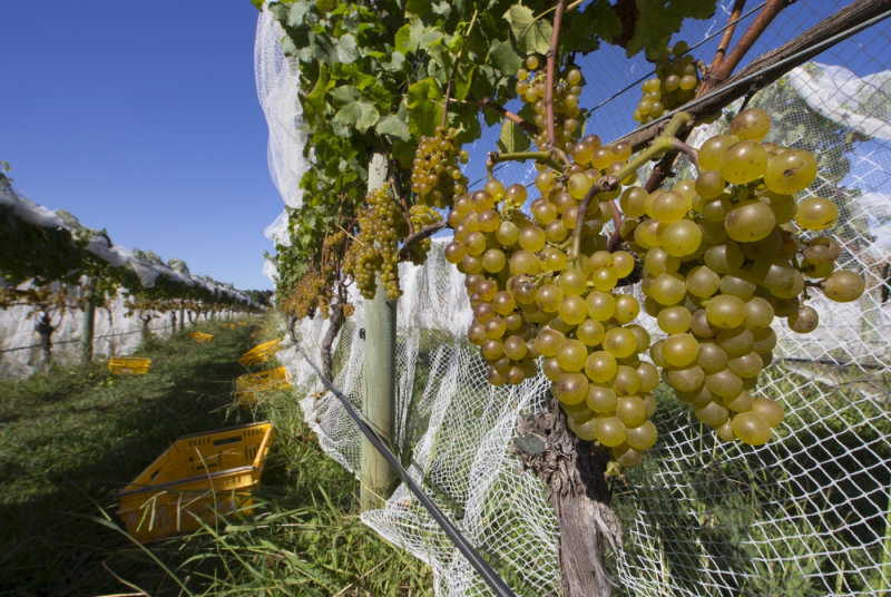 2024's vintage 'truly outstanding' wine producer Indevin BusinessDesk