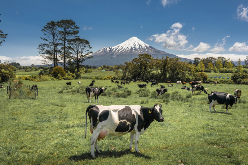 NZ's milk production steady with fewer cows as dairy sector becomes ...