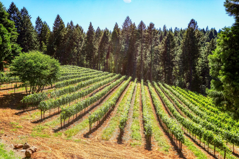 Change to forestry rules not enough says Beef+Lamb BusinessDesk